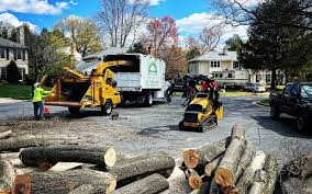 How Our Tree Care Process Works  in  San Mateo, CA