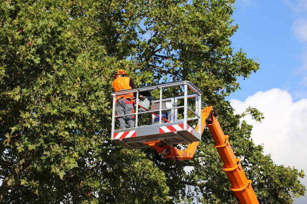 Professional Tree Care Services in San Mateo, CA